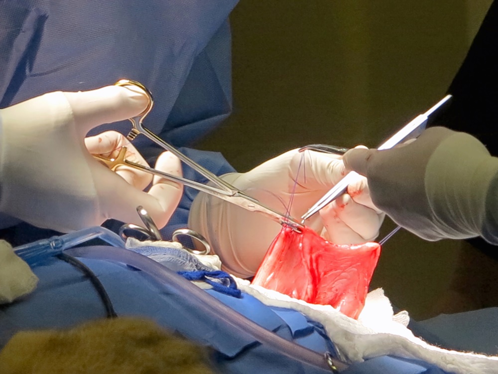 A vet suturing the stomach of a lioness A vet suturing the stomach of a lioness