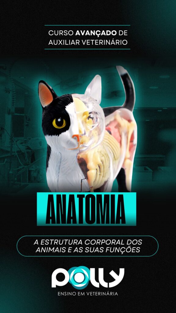 ANATOMIA
